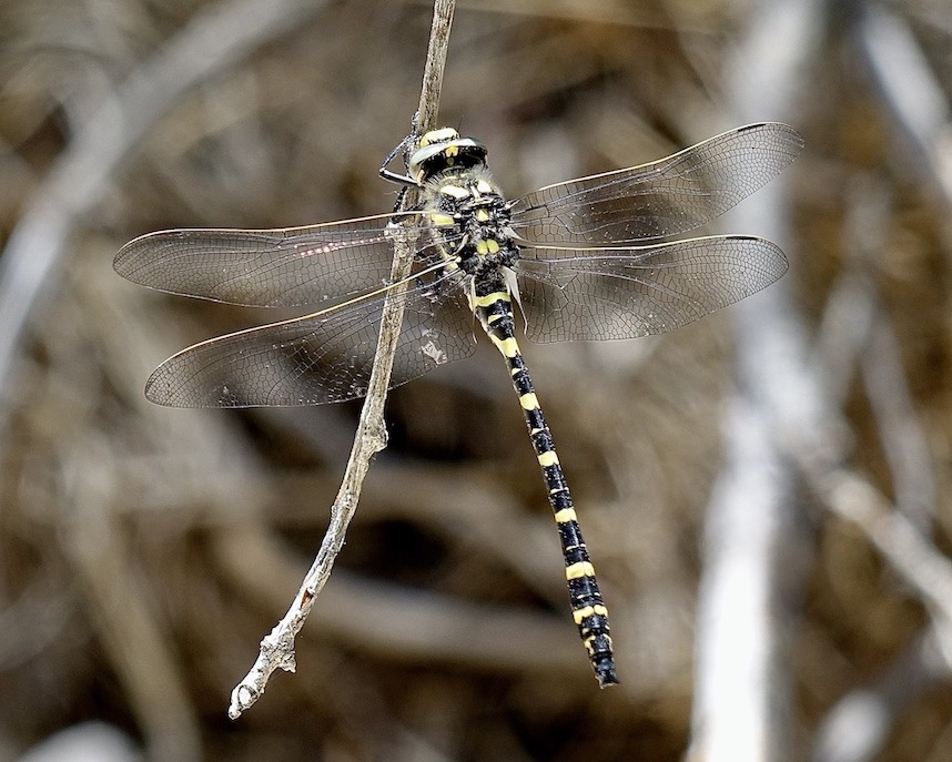 golden-ringed dragonfly